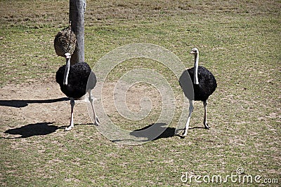 A pair of Common Ostriches (Struthio camelus) Stock Photo