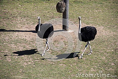 A pair of Common Ostriches (Struthio camelus) Stock Photo