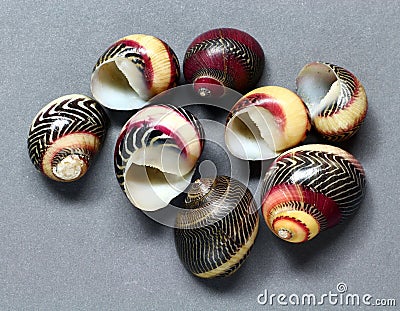 Common Pacific nerite shells Stock Photo