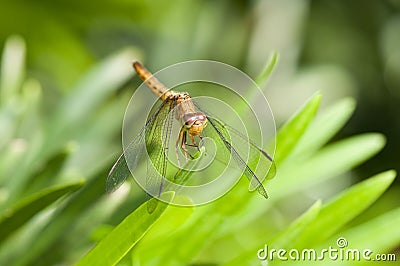 Common Parasol (Neurothemis fluctuans) dragonfly Stock Photo