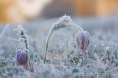 Common pasque flower (pulsatilla vulgaris) Stock Photo