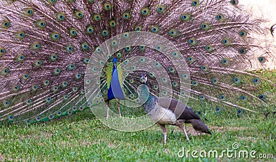 The common peacock or blue peacock also known as the Indian peacock is a bird belonging to the Fasianid family. Originally from th Stock Photo