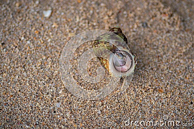 common periwinkle hides inside its shell, have a broadly ovate thick and sharply pointed shell, and contain whorls. fine threads Stock Photo