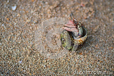 common periwinkle hides inside its shell, have a broadly ovate thick and sharply pointed shell, and contain whorls. fine threads Stock Photo