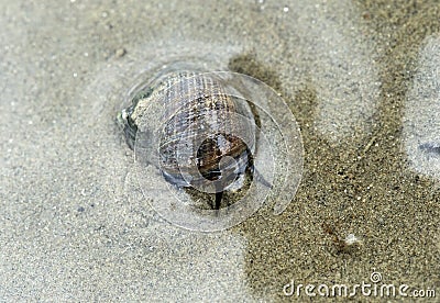 Common periwinkle sea snail Stock Photo