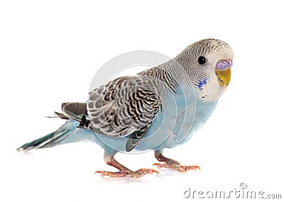 Common pet parakeet Stock Photo