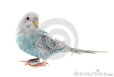 Common pet parakeet Stock Photo