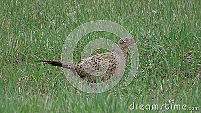 Phasianus colchicus - Common pheasant famale Stock Photo