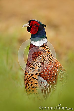 Common Pheasant, hidden portrait, bird with long tail on the green grass meadow, animal in the nature habitat, wildlife scene from Stock Photo
