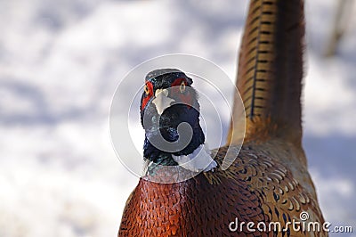 Common pheasant, phasianus colchicus Stock Photo