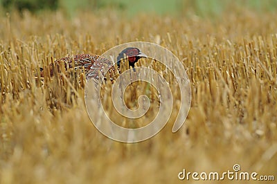 Common Pheasant (Phasianus Colchicus) Stock Photo