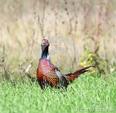 Common Pheasant ( Phasianus colchicus ) Stock Photo