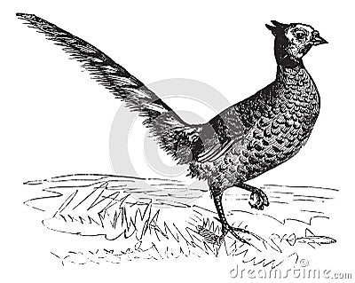 Common Pheasant or Phasianus colchicus, vintage engraving Vector Illustration