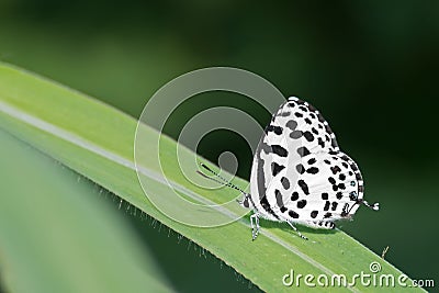 Common Pierrot butterfly Castalius rosimon Stock Photo