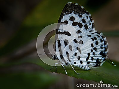 Common Pierrot butterfly Stock Photo