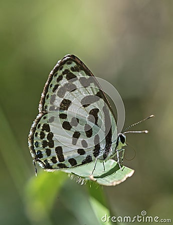 Common pierrot butterfly on the edge of leaf Stock Photo