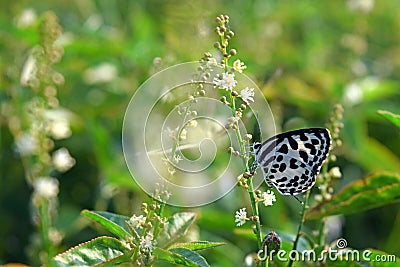 Common Pierrot Butterfly on forest plant flower Stock Photo