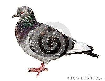 Common pigeon side view Stock Photo