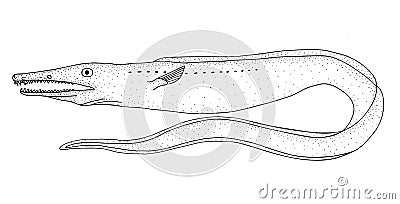 Common pike conger. Hand drawn realistic black line illustration. Vector Illustration