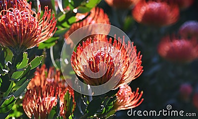 Common pincushion proteas Stock Photo