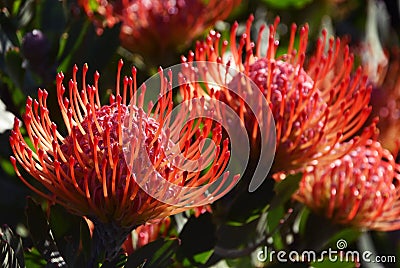 Common pincushion proteas Stock Photo