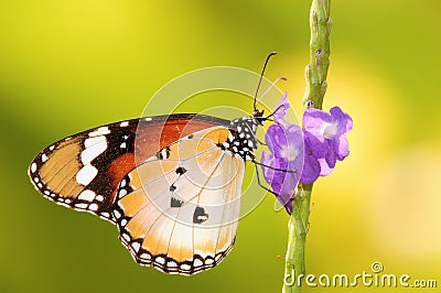 Common Plain Tiger Stock Photo