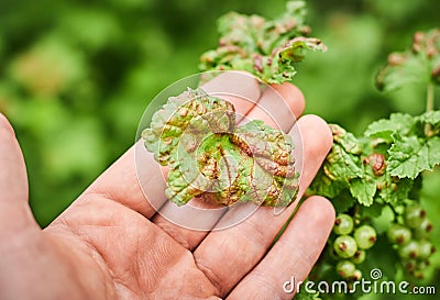 Peach leaf curl on currant leaves. Common Plant Diseases. Puckered or blistered leaves distorted by pale yellow aphids Stock Photo