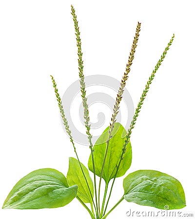 Common plantain Stock Photo