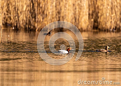 A common pochard Aythya ferina swims on a small pond in southern Germany Stock Photo