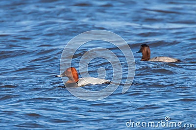 Common Pochard pair swimming in the lake Aythya ferina Stock Photo