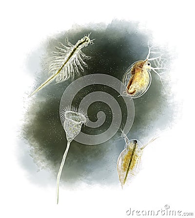 Common pond organisms Cartoon Illustration