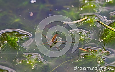 Common pond skater Stock Photo