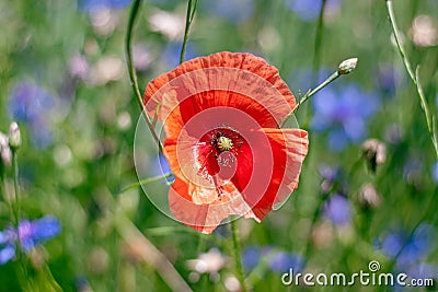 Common poppy in blurred green grass background, magnificent inflorescence, sad symbol of dead soldiers in direct sunlight Stock Photo