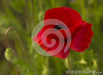 Common Poppy - Papaver rhoeas Stock Photo