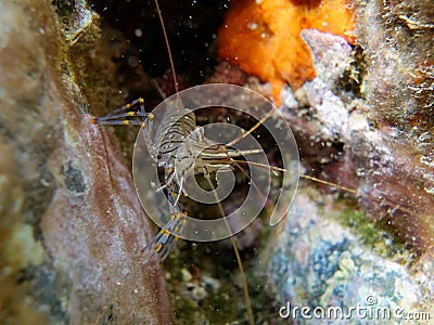 Common prawn - Palaemon serratus - Mediterranean Sea, France Stock Photo