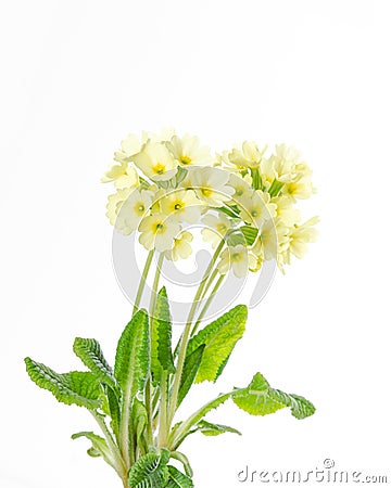 Common primrose, Primula vulgaris, front view, on white background Stock Photo