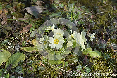 Common primrose Stock Photo