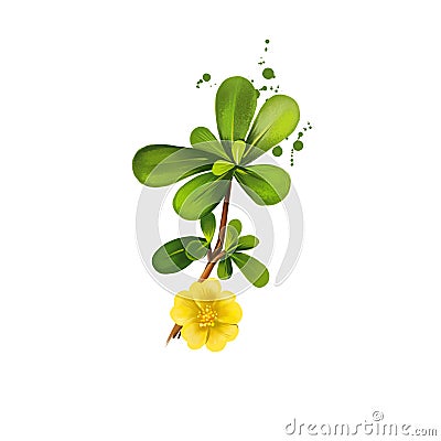 Digital art illustration of Common purslane, Portulaca oleracea isolated on white background. Organic healthy food. Green fresh Cartoon Illustration