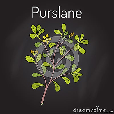 Common Purslane Portulaca oleracea , or verdolaga, pigweed, little hogweed Vector Illustration