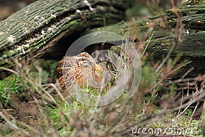 Common quail Stock Photo