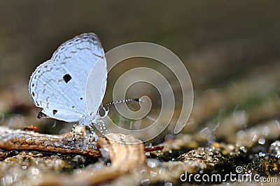 Common quaker butterfly Stock Photo