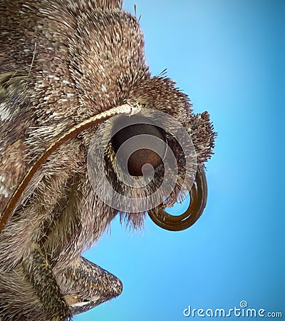 Common Quaker Moth Macro Profile Stock Photo
