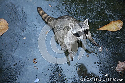 Common raccoon Stock Photo