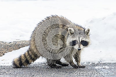 Common raccoon (Procyon Lotor) in urban areas in Toronto in winter Stock Photo