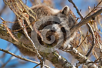 Common Raccoon - Procyon lotor Stock Photo