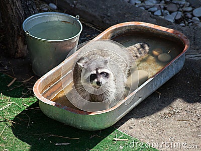 Common raccoon in trough of water Stock Photo