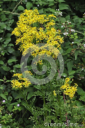 Common Ragwort Stock Photo