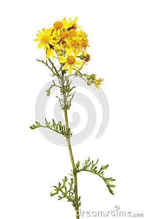 Common Ragwort flowers Stock Photo