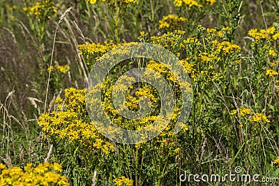 Common ragwort Jacobaea vulgaris Stock Photo