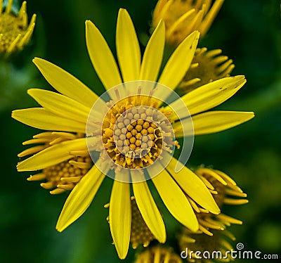 Common ragwort Stock Photo